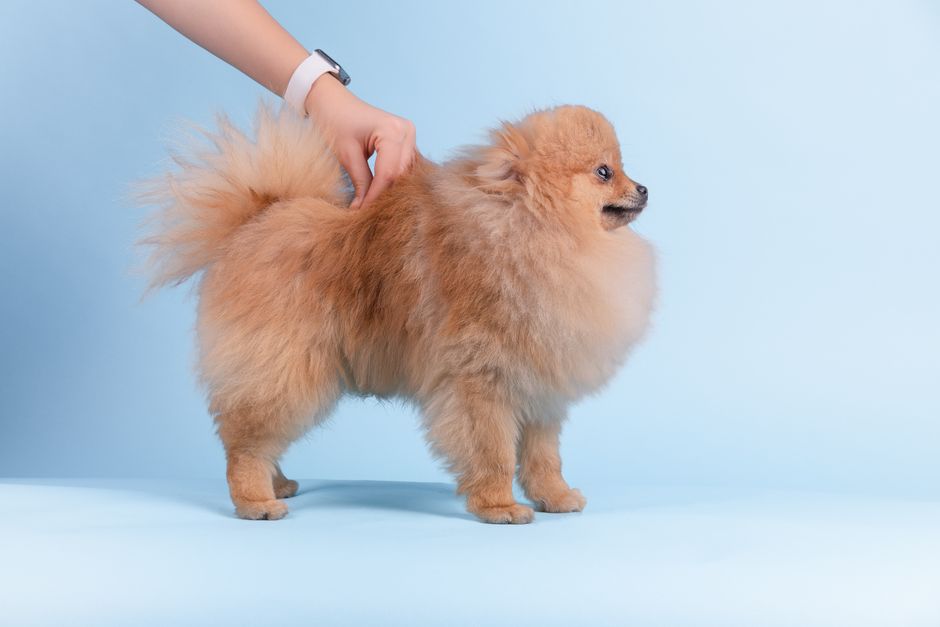 Adorable Pomeranian dog standing on a blue background while being gently groomed.